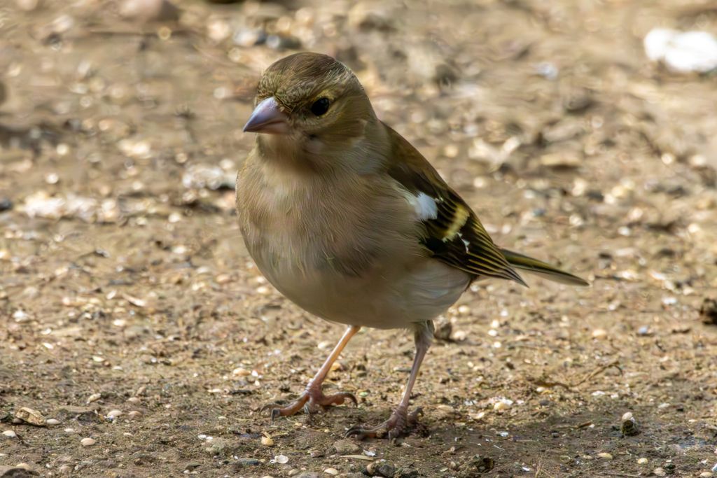 Eurasian Chaffinch (Fringilla coelebs) Female